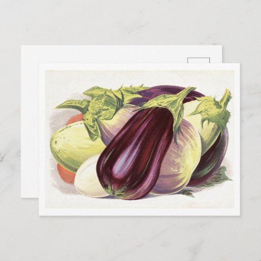 ナス植物性イラストレーション ポストカード (正面/裏面)