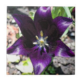 「ナス着色チューリップ」セラミックタイル・五徳 タイル (正面)