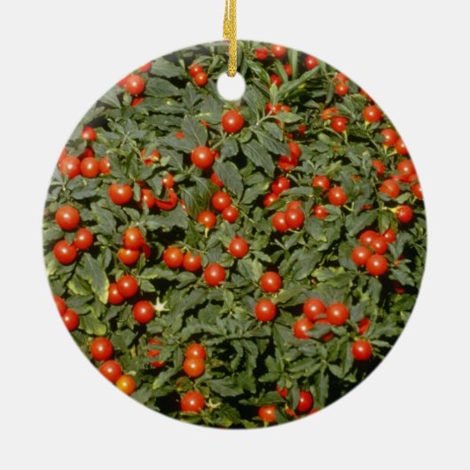 ナス科の植物のPseudocapsicum赤い(タマサンゴ)の流れ セラミックオーナメント (裏面)