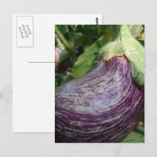 ナス野菜 ポストカード (正面/裏面)