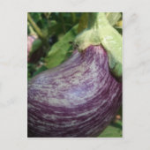 ナス野菜 ポストカード (正面)