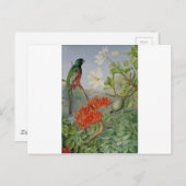 ナタールとトロゴンの2つの花の低木 ポストカード (正面/裏面)