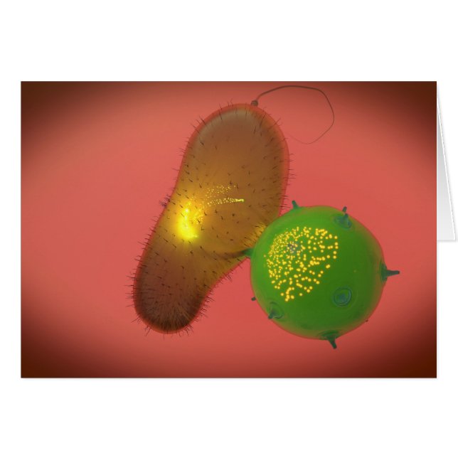 ナチュラルキラー細胞が毒素を注入する (正面横)