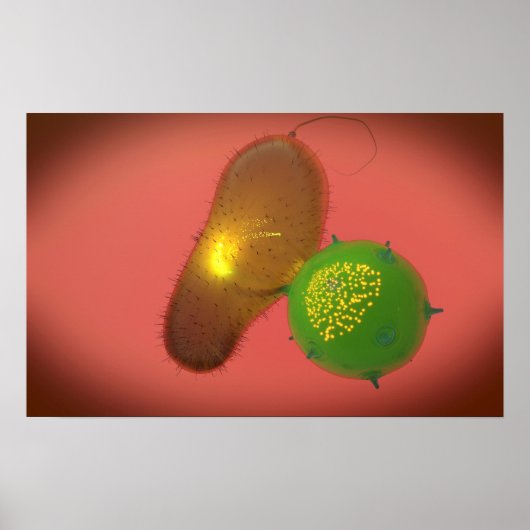 ナチュラルキラー細胞が毒素を注入する ポスター (正面)