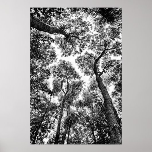 ナチュラルフィット（木の上） ポスター (正面)