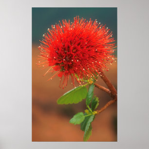 ナチュラルボトルブラシ(Greyia Sutherlandii)花 ポスター