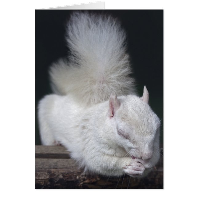 ナッツ味の祈りの言葉カード (正面)