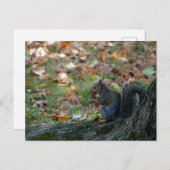 ナットを持っているリス ポストカード (正面/裏面)