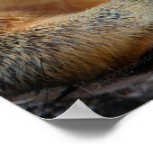 ナット付きリスのクローズアップ2 ポスター (角)