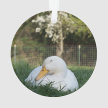 ナッピングアヒル