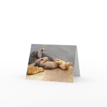 ナッピングベビーシーライオンズ