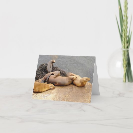 ナッピングベビーシーライオンズ ノートカード (正面)