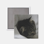 ナッピング猫マグネット マグネット (正面/裏面)