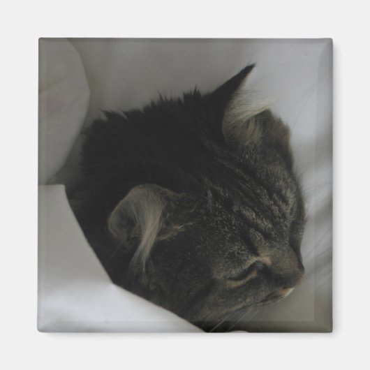 ナッピング猫マグネット マグネット (正面)