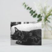 ナッピング猫 ポストカード (スタンド正面)