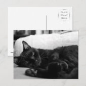 ナッピング猫 ポストカード (正面/裏面)