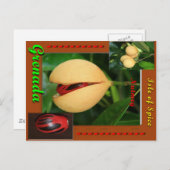 ナツメグはがき ポストカード (正面/裏面)