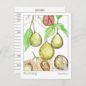 ナツメグメディカハーブ勉強 ポストカード (正面/裏面)