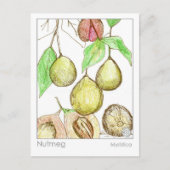 ナツメグメディカハーブ勉強 ポストカード (正面)