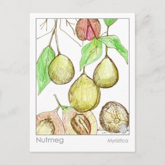 ナツメグメディカハーブ勉強 ポストカード (正面)