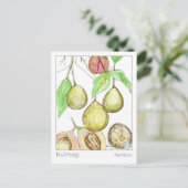 ナツメグメディカハーブ勉強 ポストカード (スタンド正面)