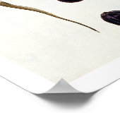 ナツメグ、プレート8、「コレクションPrecieuse et Enl」 ポスター (角)