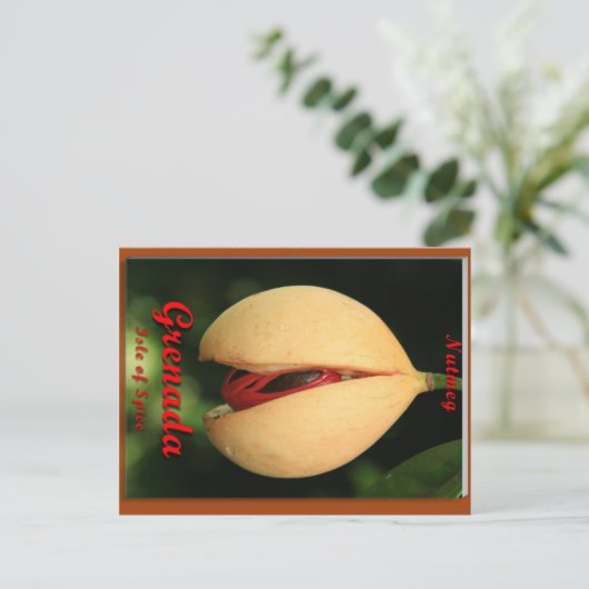 ナツメグ ポストカード (スタンド正面)