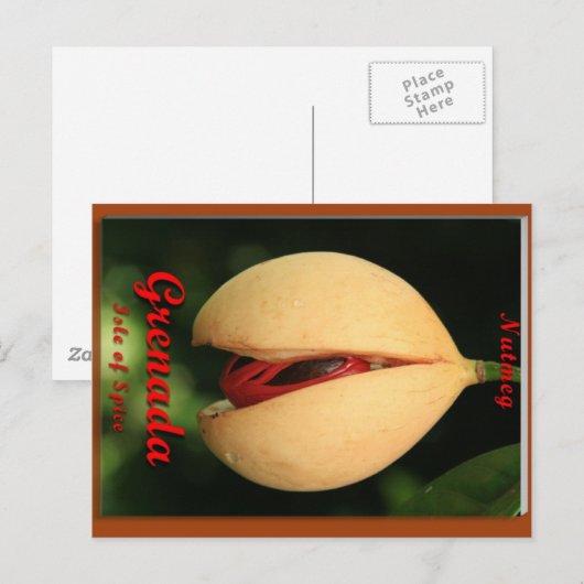 ナツメグ ポストカード (正面/裏面)