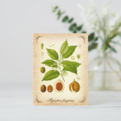 ナツメグ – ヴィンテージイラストレーション ポストカード (スタンド正面)