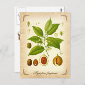 ナツメグ – ヴィンテージイラストレーション ポストカード (正面/裏面)