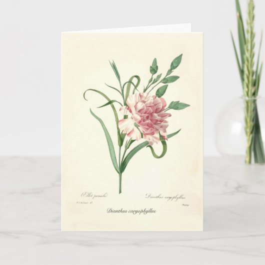ナデシコのcaryophyllus カード (正面)