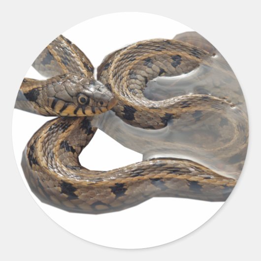 ナトリックスグラスヘビ ラウンドシール (正面)