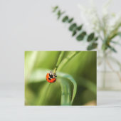 ナナホシテントウのポストカード ポストカード (スタンド正面)