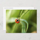 ナナホシテントウのポストカード ポストカード (正面/裏面)