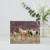 ナバジョウマ走ーズフリーオンザキャニオンフロア ポストカード (スタンド正面)