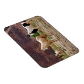 ナバジョウマ走ーズフリーオンザキャニオンフロア マグネット (右側)