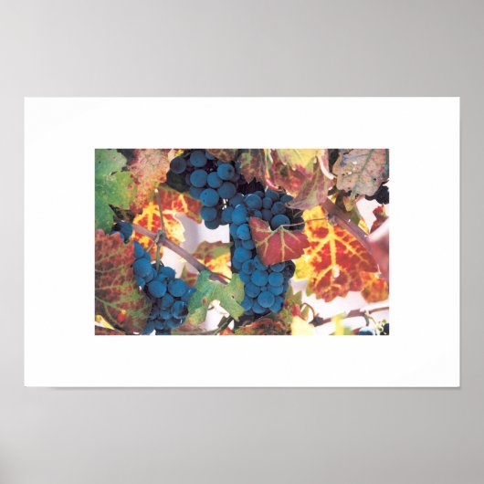 ナパバレーブドウつる植物ヴィネヤード ポスター (正面)
