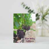 ナパバレーヴィンヤードはがき! ポストカード (スタンド正面)