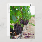 ナパバレーヴィンヤードはがき! ポストカード (正面/裏面)