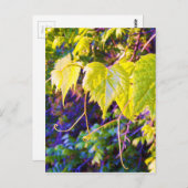 ナパバレー ポストカード (正面/裏面)