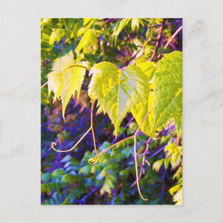 ナパバレー ポストカード