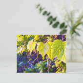 ナパバレー ポストカード (スタンド正面)