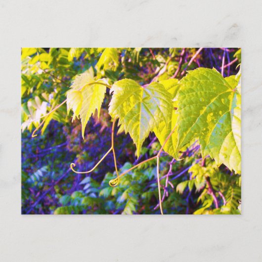 ナパバレー ポストカード (正面)