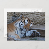 ナプタイガー ポストカード (正面/裏面)