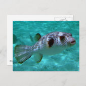 ナマガミ ポストカード (正面/裏面)