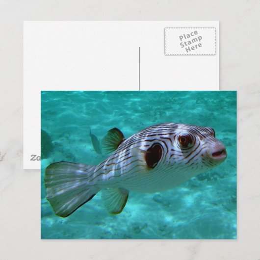 ナマガミ ポストカード (正面/裏面)