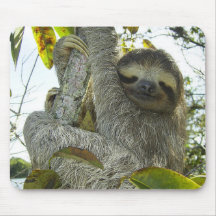 ナマケモノのように生きる