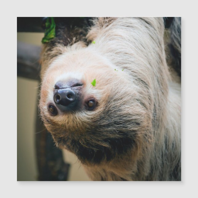 ナマケモノ001 (正面)