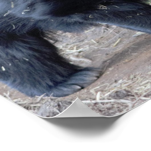 ナマケモノ ポスター (角)