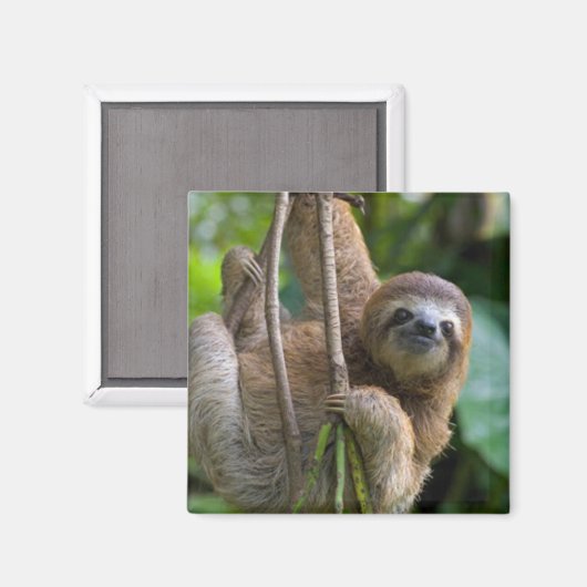 ナマケモノ マグネット (正面/裏面)